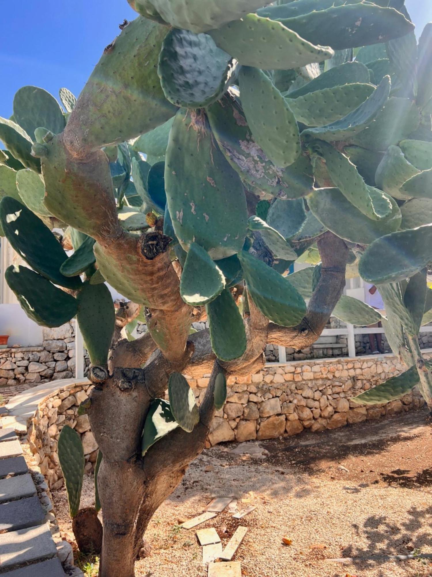 Villa Aurea Ispica Dış mekan fotoğraf